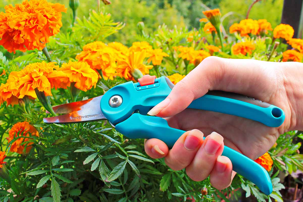 french marigold deadheading hand pruning