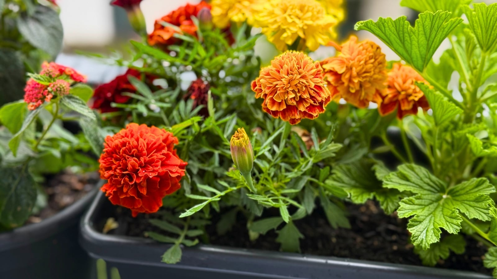 french marigold color gradient pots