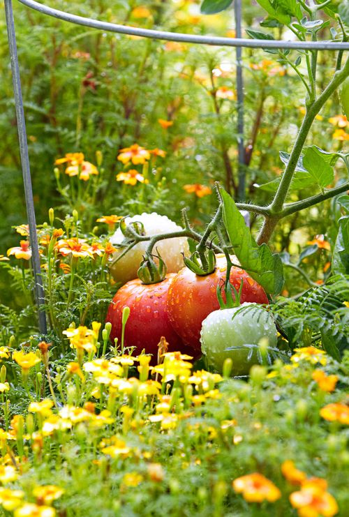 french marigold with tomatoes garden