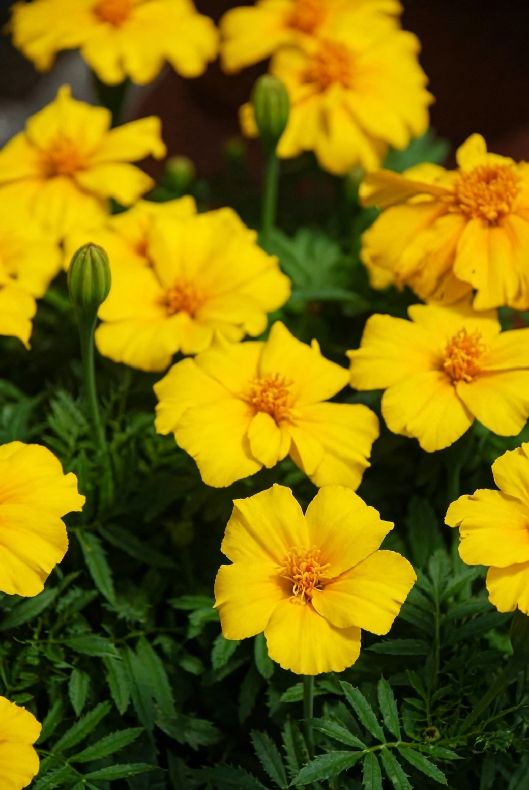 夏天花不歇：孔雀草高温续花三步走（遮阴、浇水、控氮增磷钾）