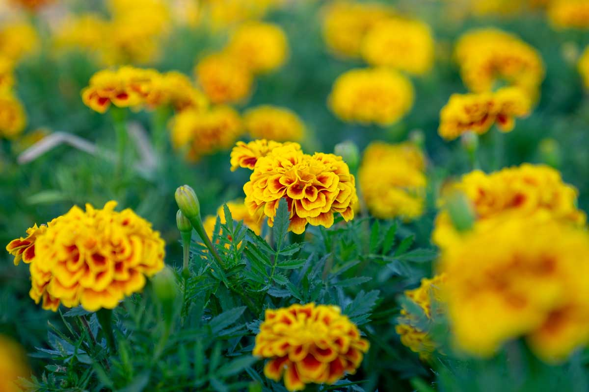 French marigold flower foliage close-up