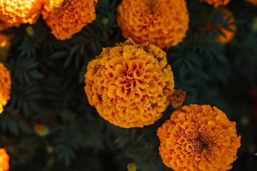 French marigold shade net afternoon