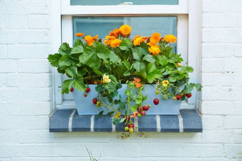 French marigold on windowsill pot