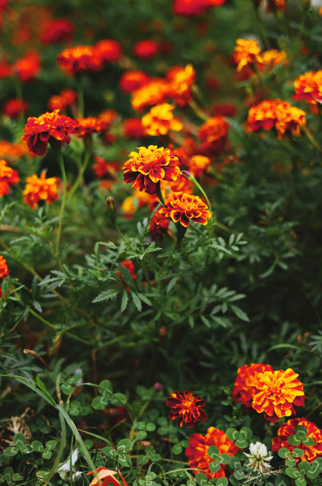 French marigold with tomatoes bed