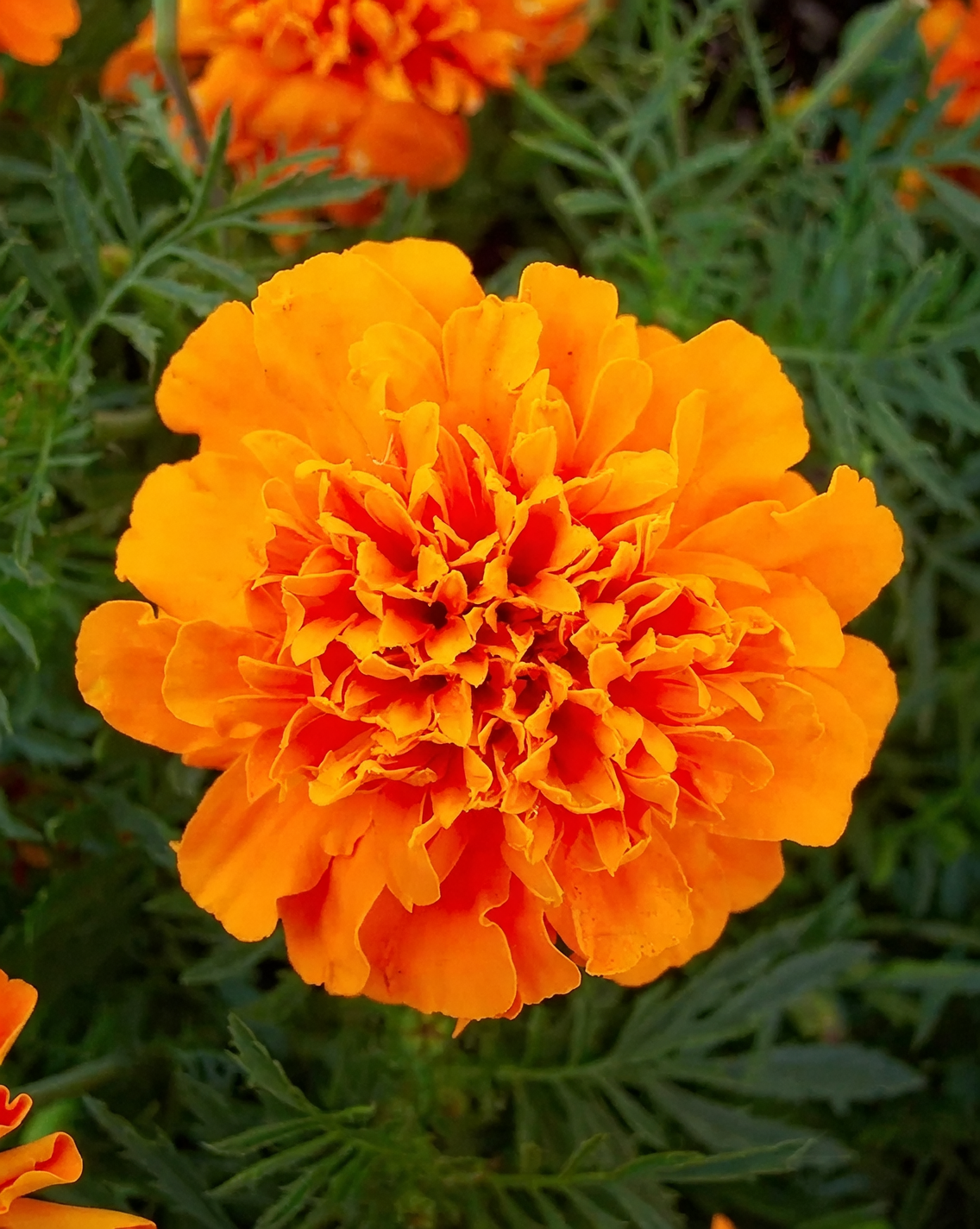 French marigold leaf close-up hand