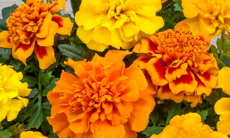 French marigold balcony containers sun