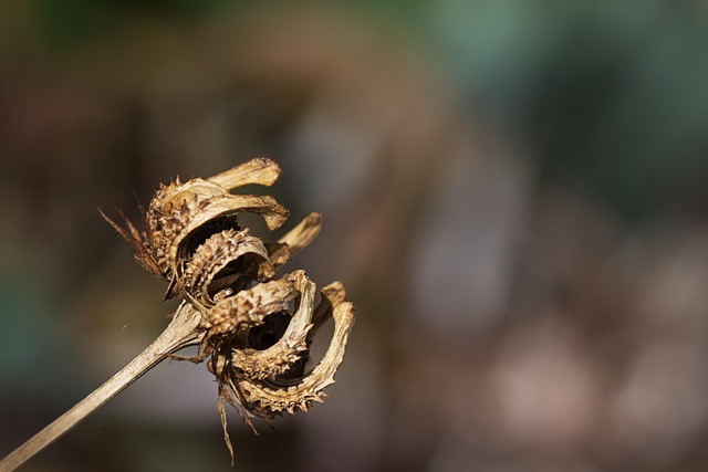 French marigold seedlings seed tray