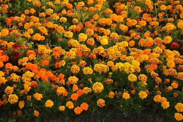 市政花坛的新当家：为何孔雀草正在取代“一串红”？