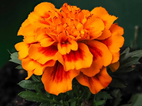 french marigold flower close-up