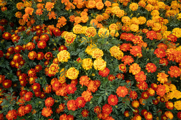 french marigold with blue salvia