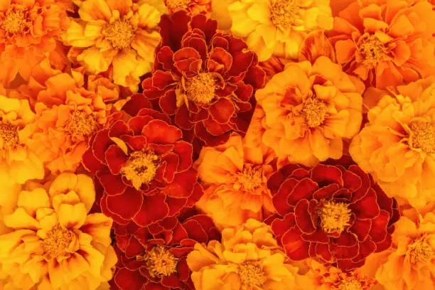 french marigold deadheading hands