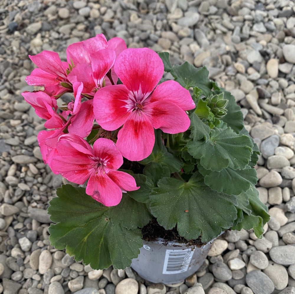 Mites, Mold, and Mystery Yellow Leaves: Fast Fixes for Your Zonal Geranium