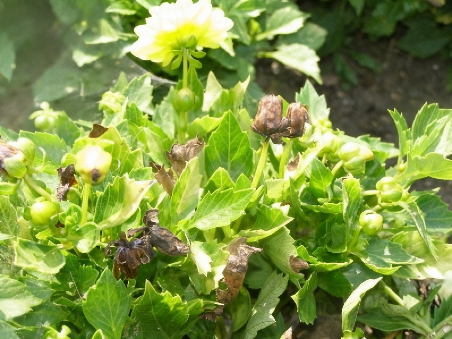 zonal geranium gray mold flowers close-up