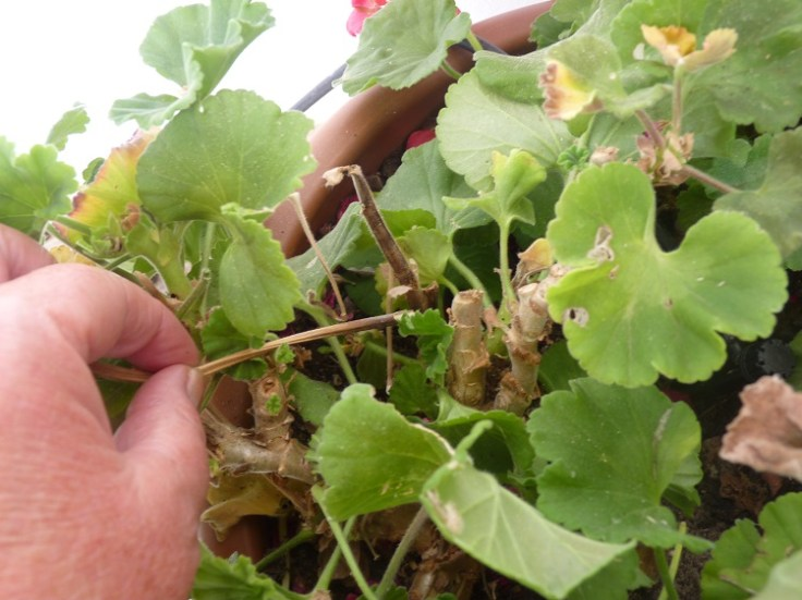 zonal geranium root rot brown roots