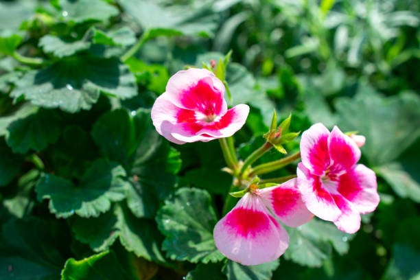 pelargonium zonale rocky hillside