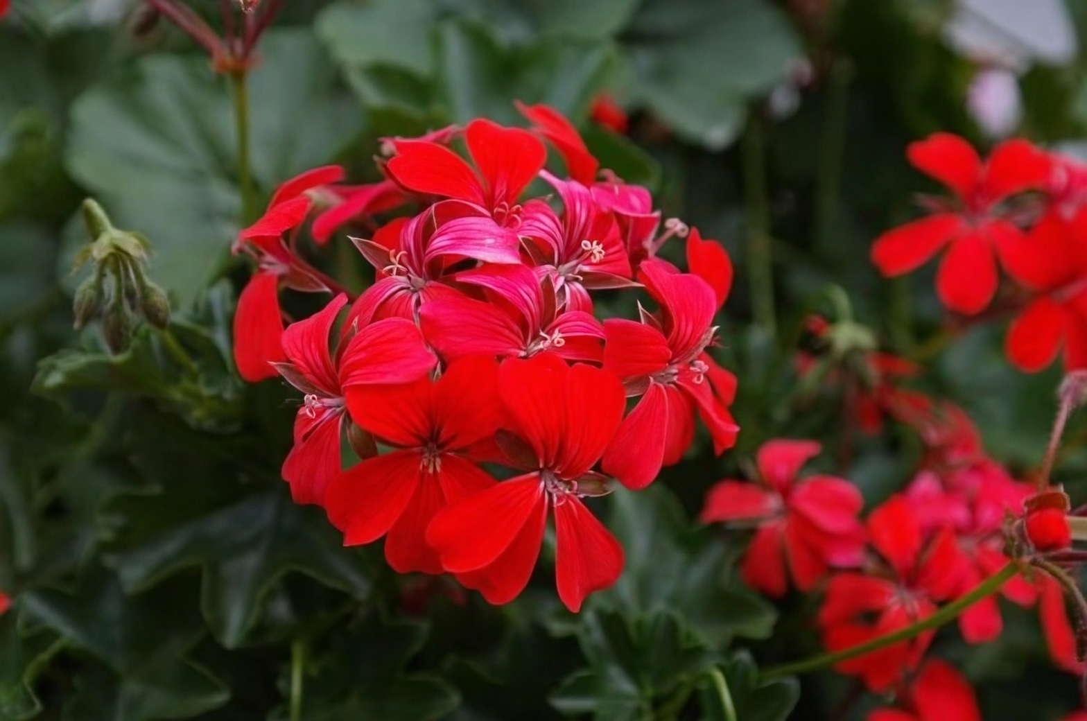 pelargonium vs geranium flower comparison