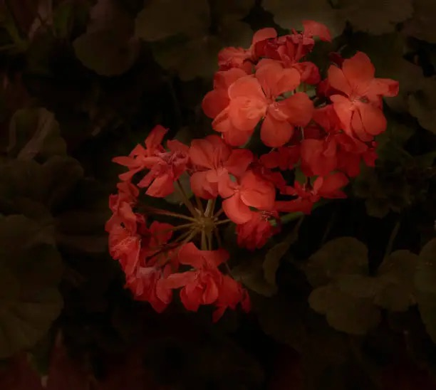 zonal geranium leaf zone close-up