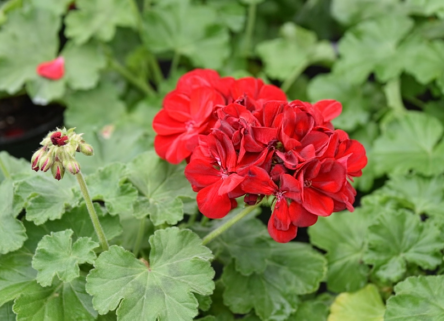 zonal geranium leaf band close-up