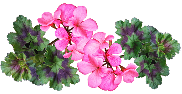 geranium leaves brushed by hand