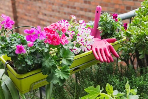 zonal geranium balcony container flowers