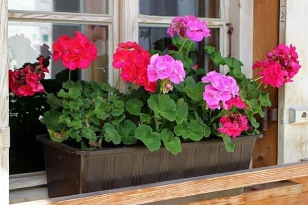 “You’re on My Mind”: The Flower Language of Zonal Geraniums—From Victorian Codes to Modern Meanings