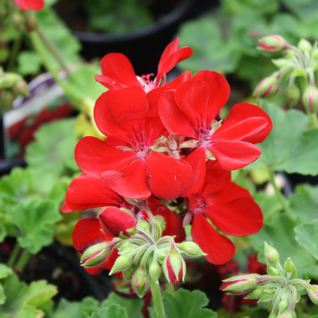 zonal geranium leaf zone close-up
