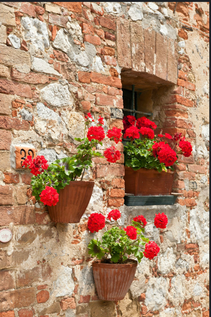 red zonal geranium entryway planters