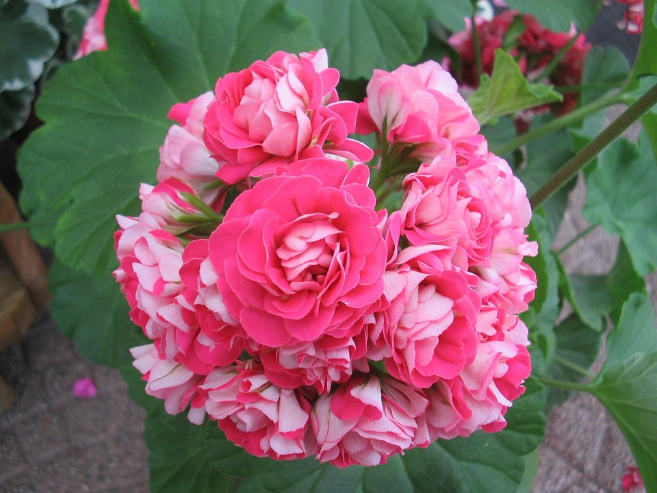 pink zonal geranium kitchen window