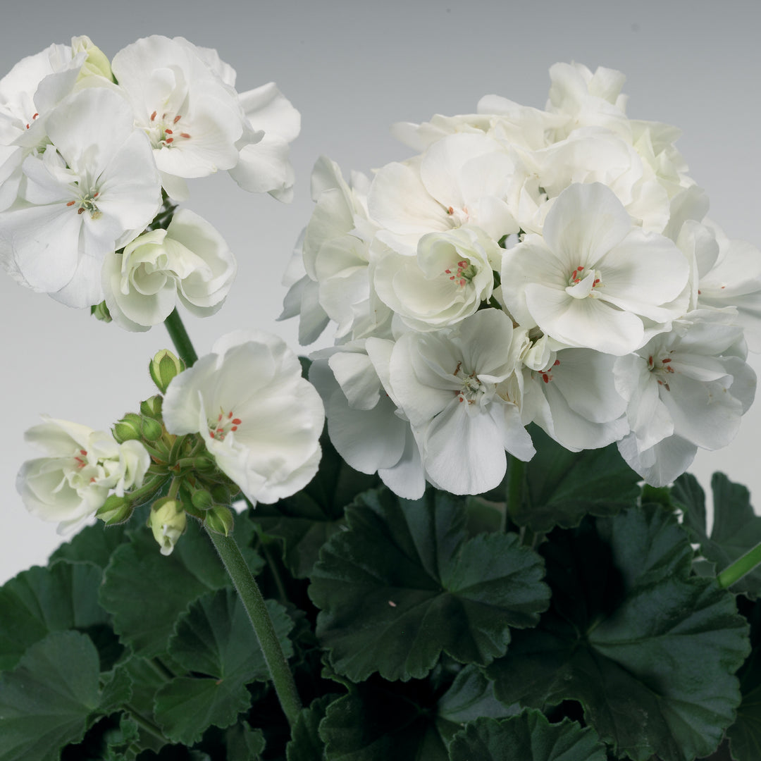 white zonal geranium minimalist workspace