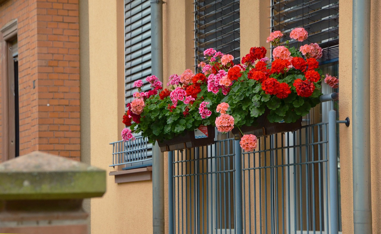 Matchmakers for a Flower-Flooded Summer: Best Companions for Zonal Geraniums in Pots