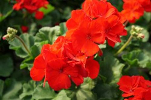 zonal geranium leaf zone close-up