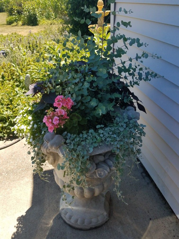 zonal geranium angelonia dichondra pot