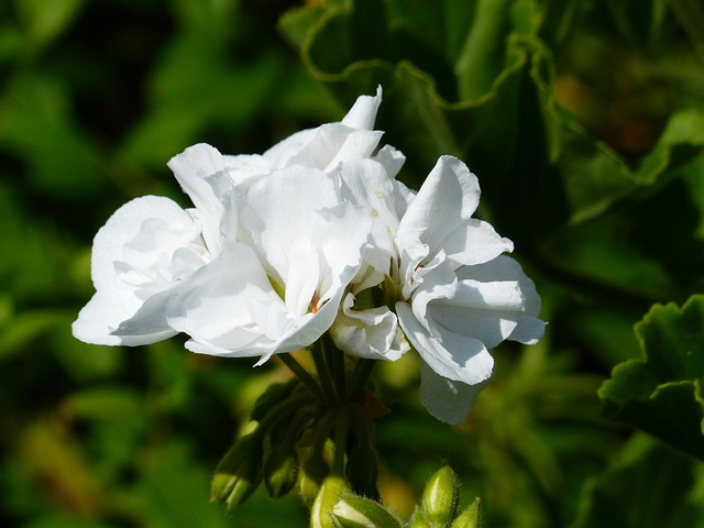 zonal geranium watering can base