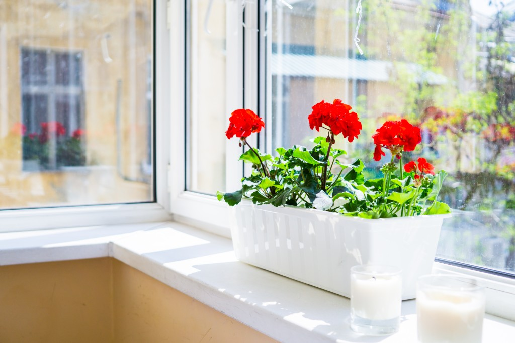 Frost? Not Today: Bulletproof Overwintering for Zonal Geraniums (Plus Backup Cuttings)