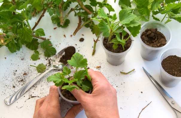 zonal geranium cuttings rooting tray