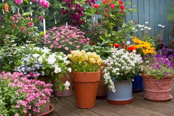 zonal geranium blooming balcony containers