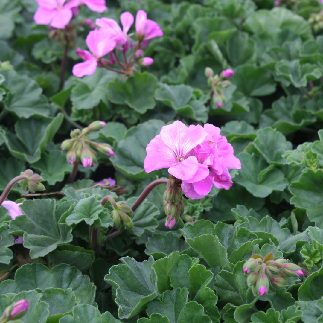 zonal geranium leaf zone close up