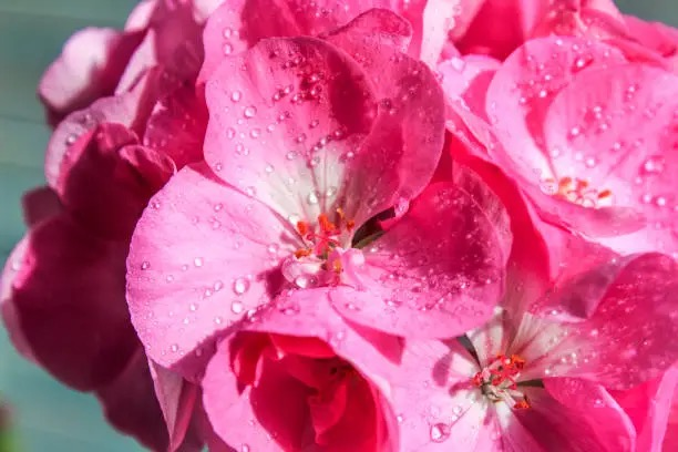 zonal geranium waterlogged soil pot
