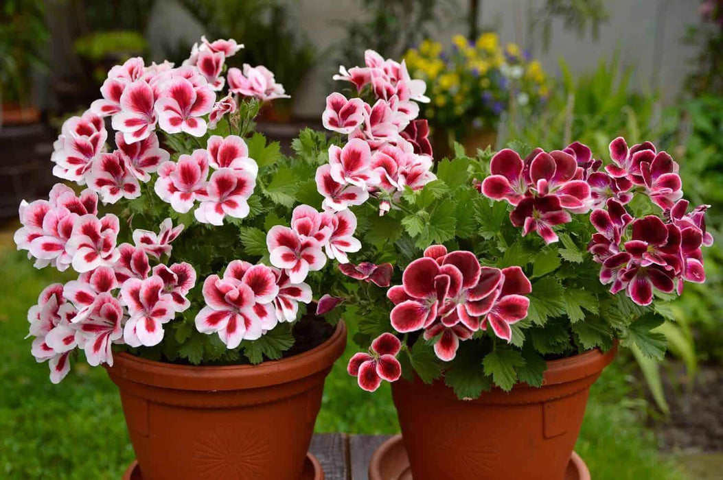 zonal geranium repotting gritty mix