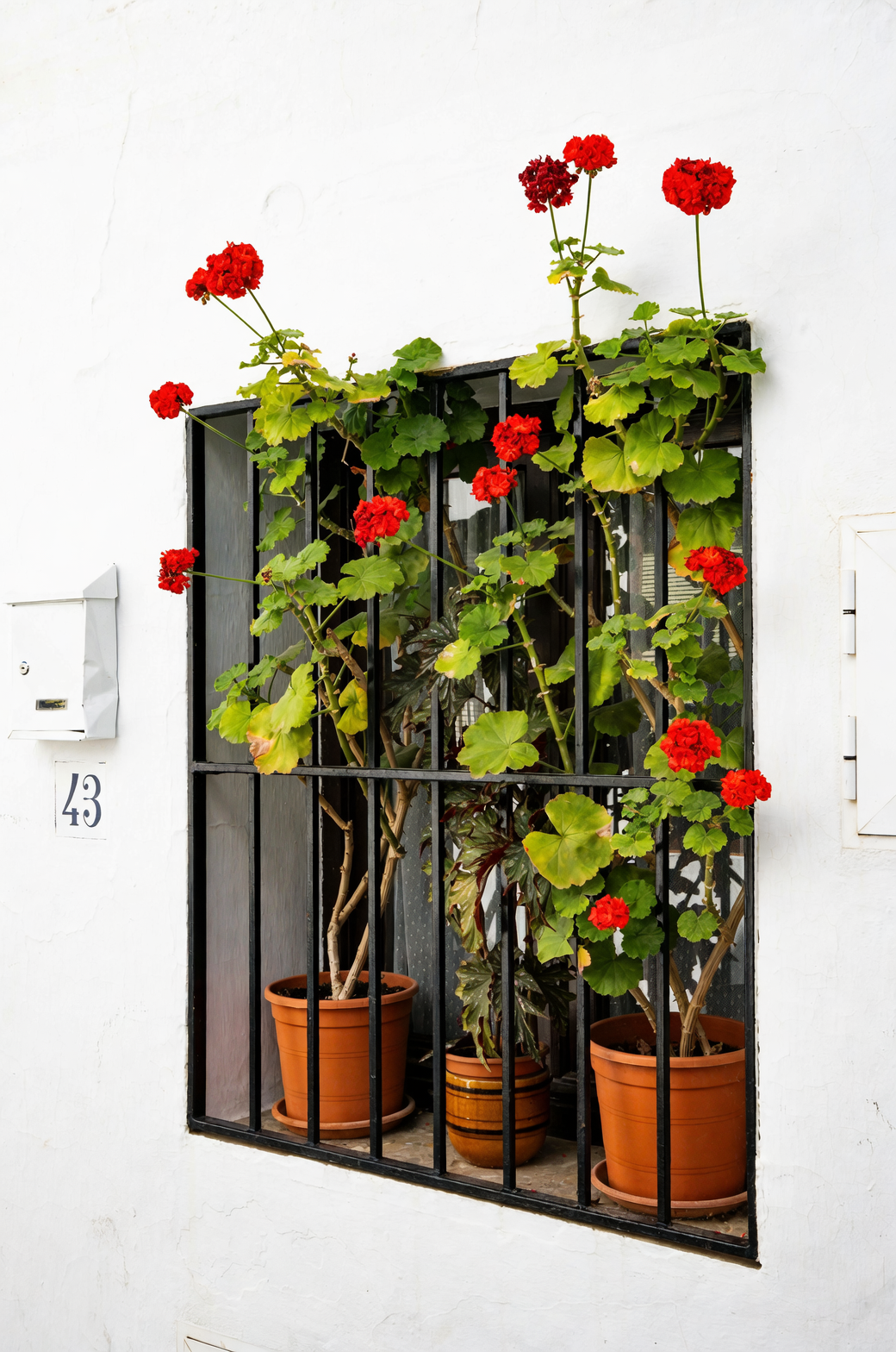 Pretty but Piquant: Pet Safety and Skin-Smart Handling for Zonal Geraniums