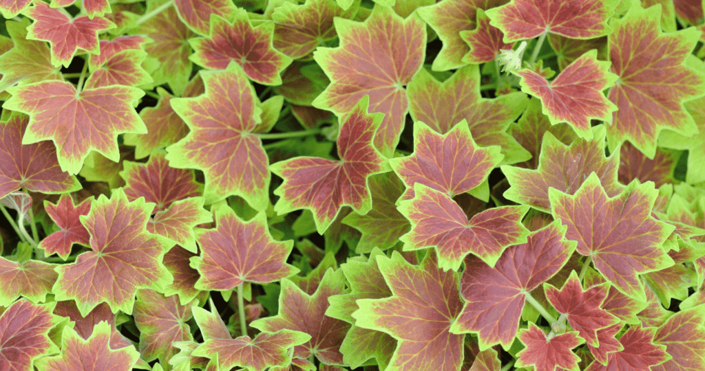 zonal geranium leaf band close-up