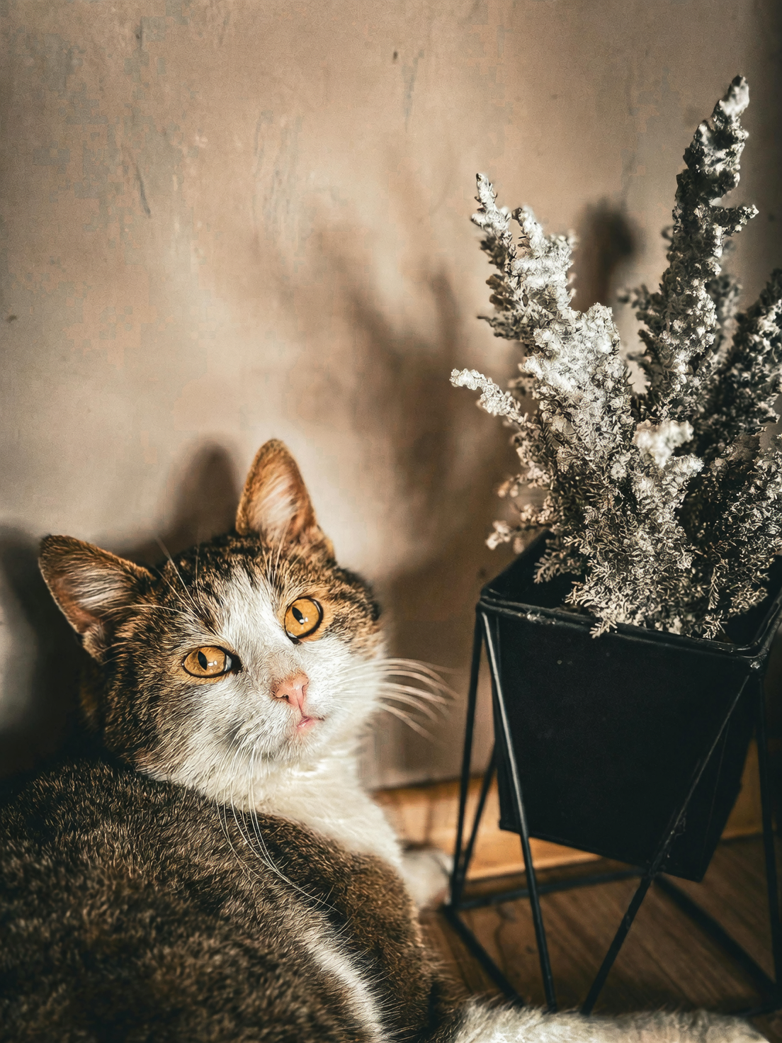 zonal geranium cat on windowsill