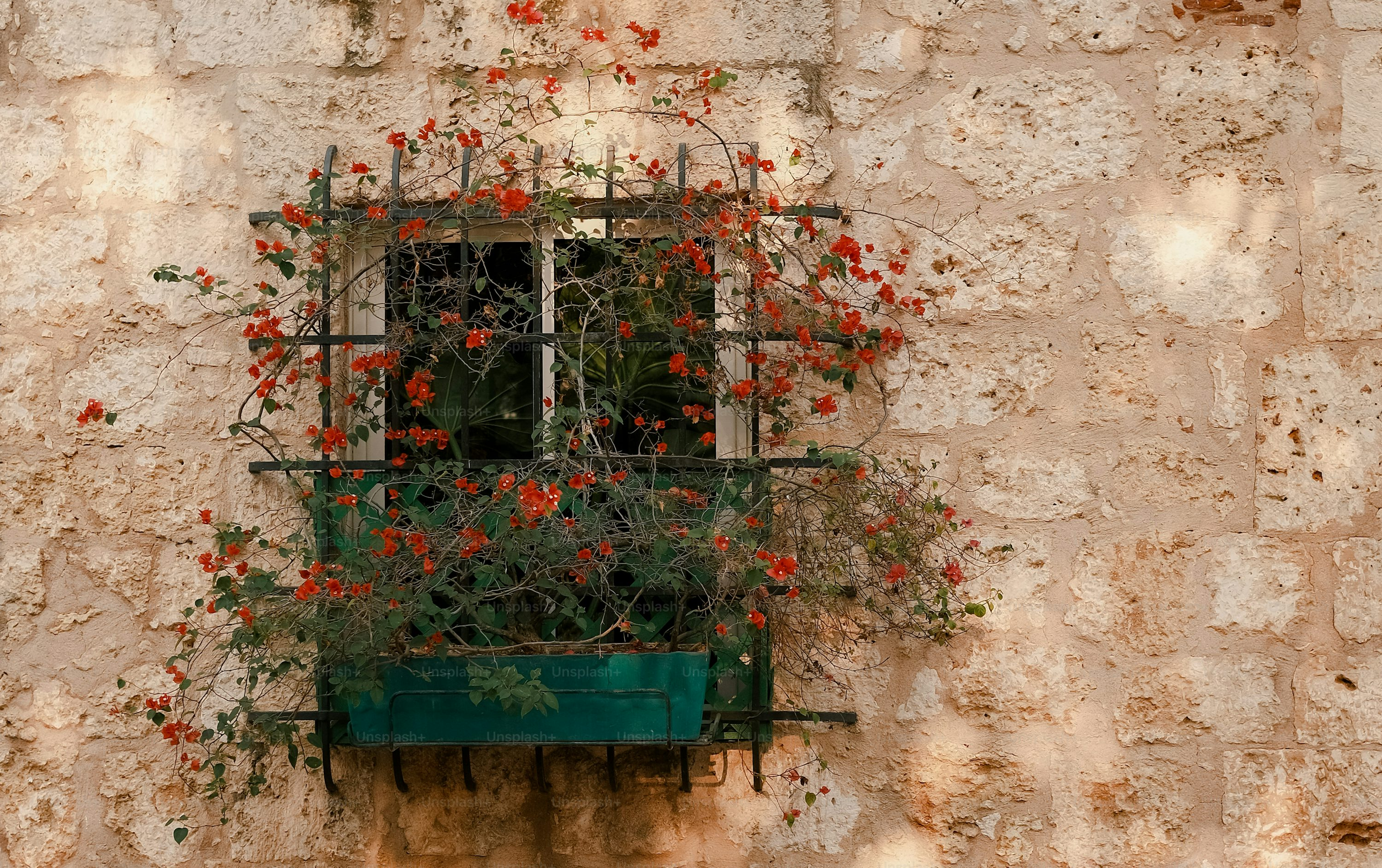 zonal geranium balcony window box