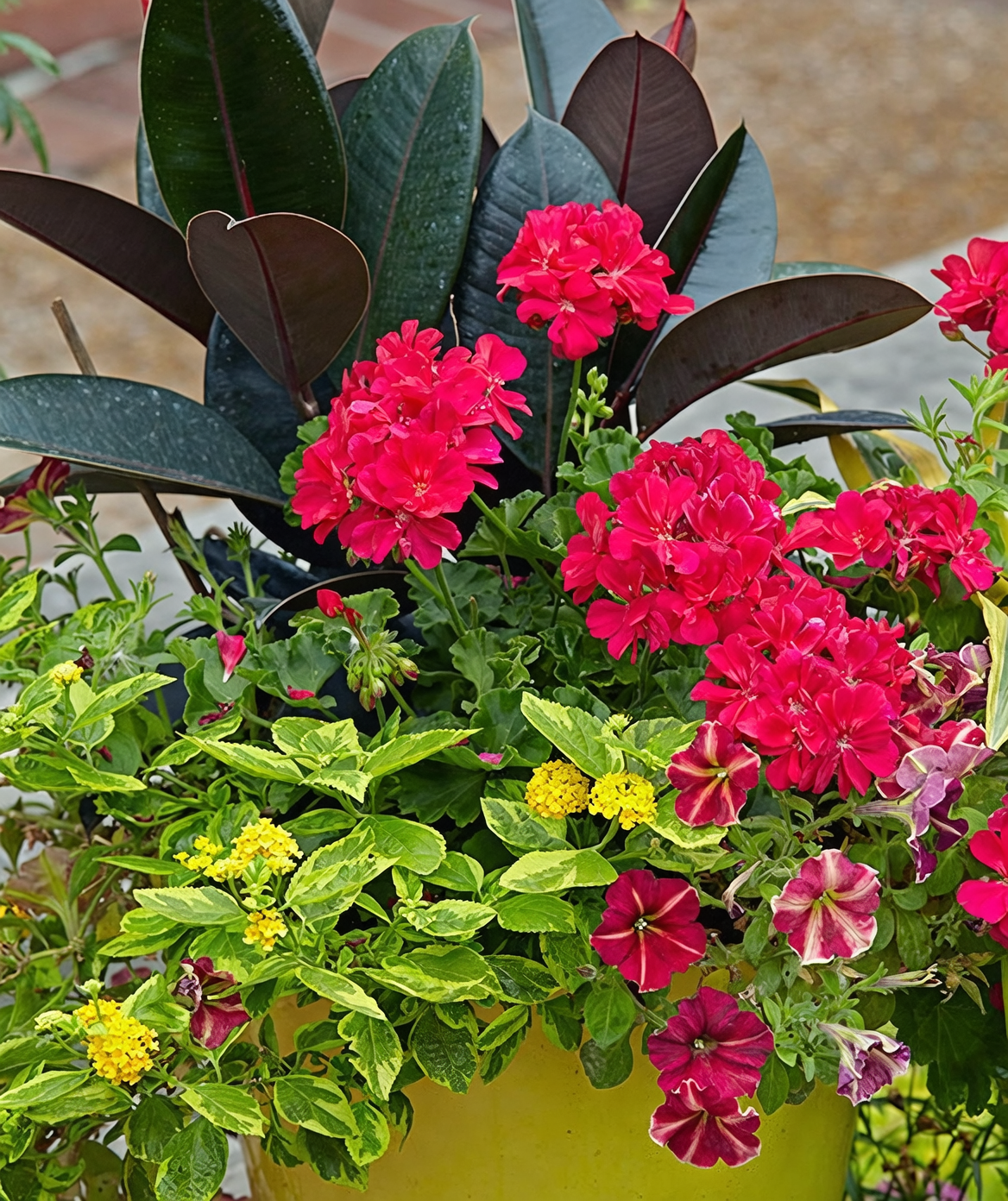 zonal geranium pruning with gloves