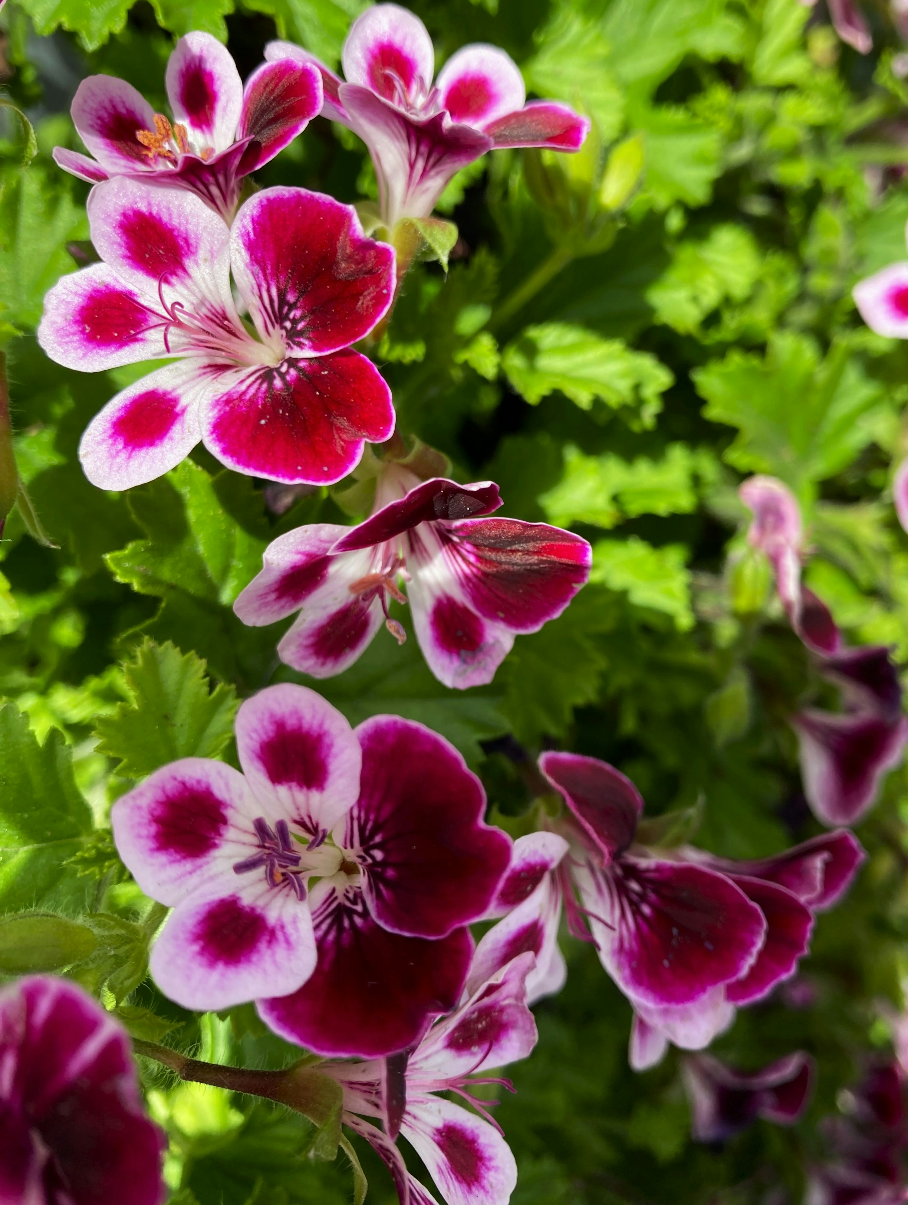zonal geranium watering along rim