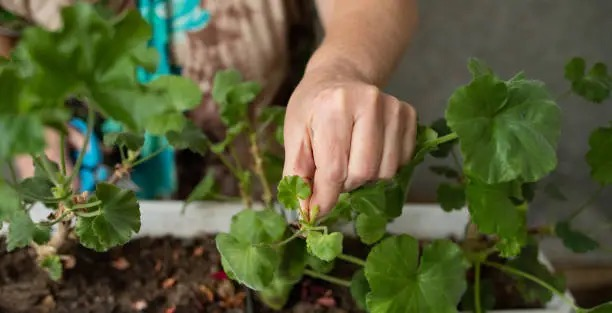 zonal geranium stem cutting