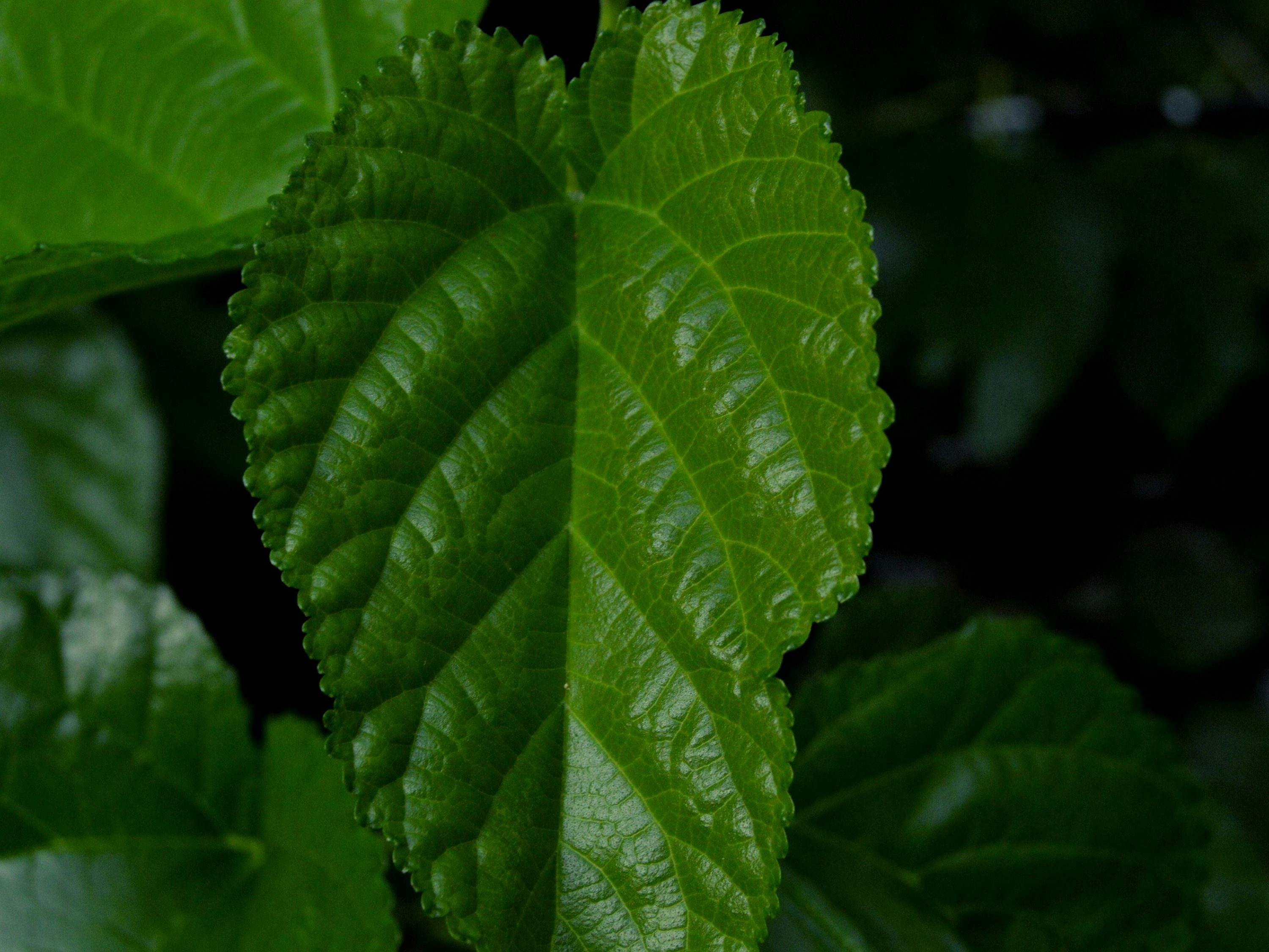 zonal geranium leaf close-up