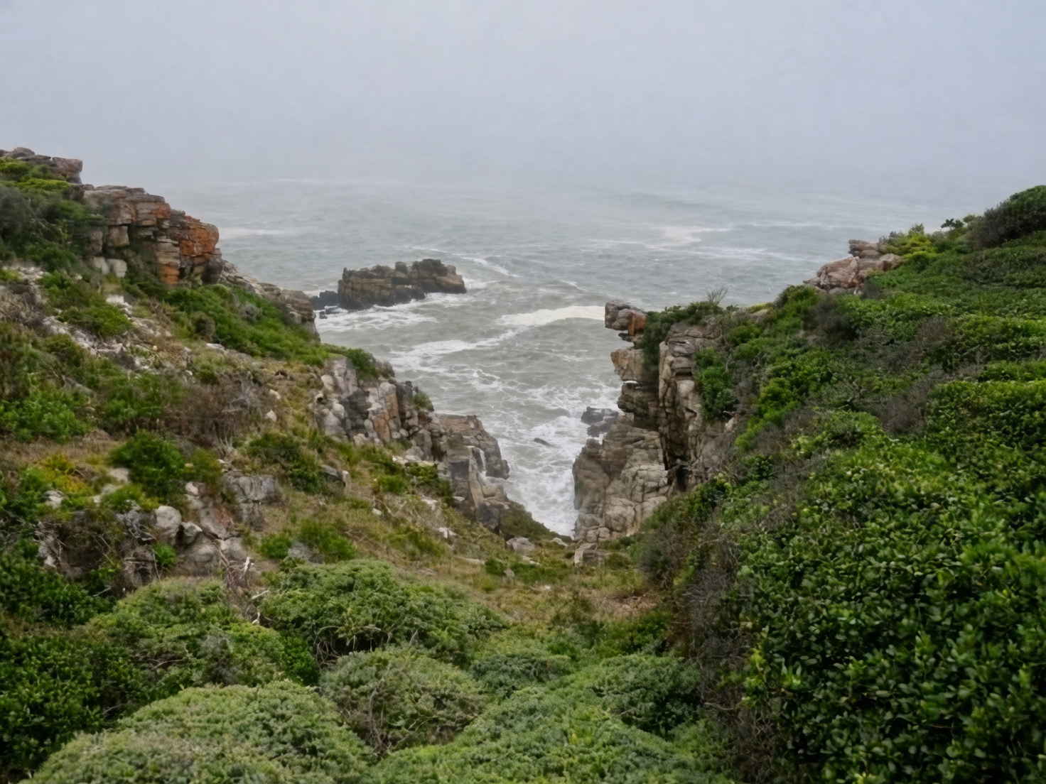 wild pelargonium South Africa cliffs