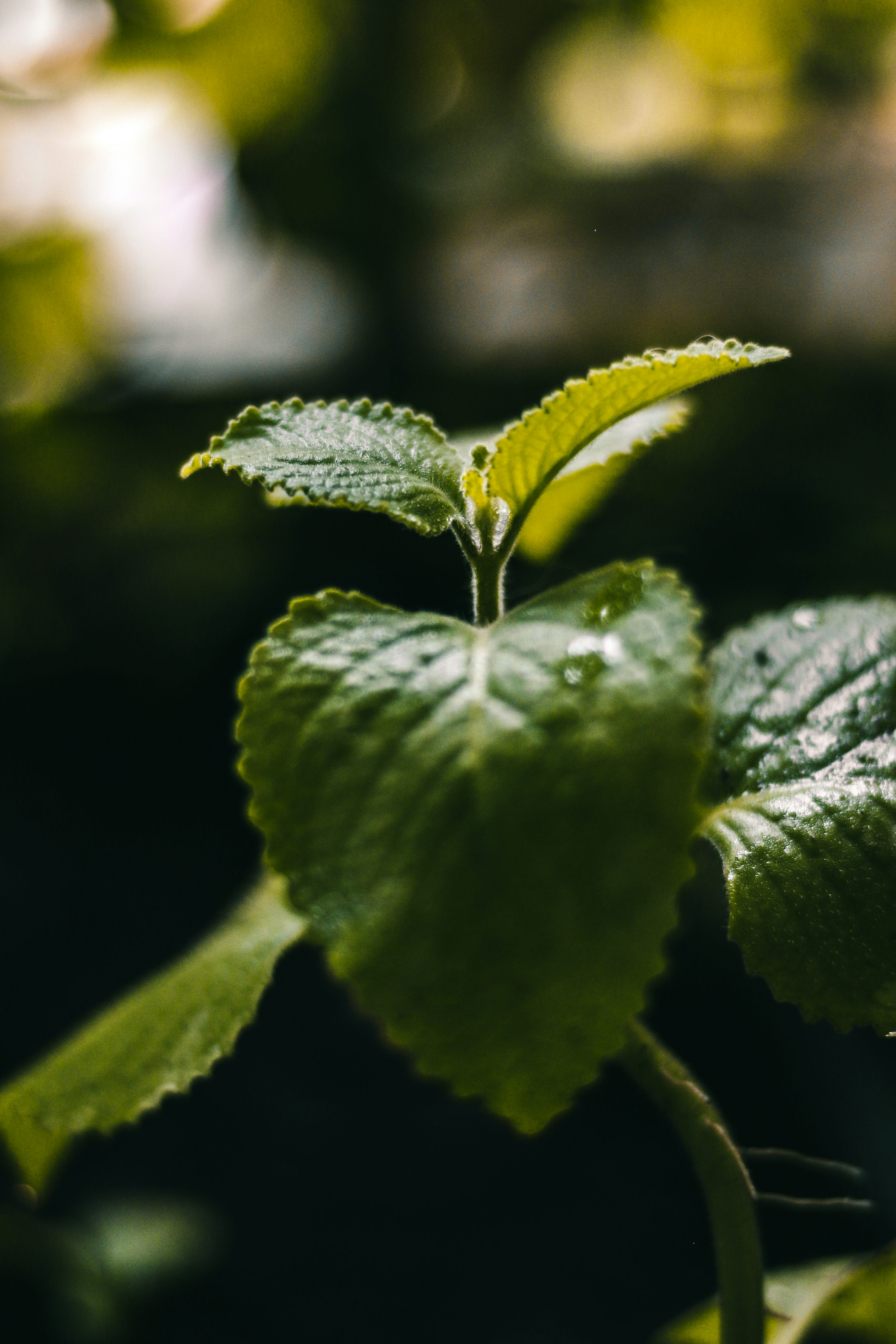pelargonium zonal leaf close-up