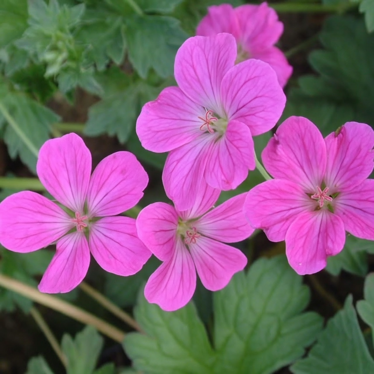 pelargonium and geranium flowers side by side